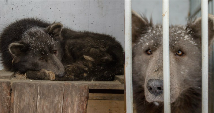 El animal despertó el interés de los rusos que no lograban definir si se trataba de un oso o un perro. Foto: VK