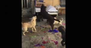 Posada para perros en Hidalgo. Foto: Facebook.