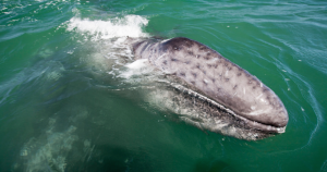 La ballena gris permanece durante cinco meses en las costas mexicanas. Foto: Especial 