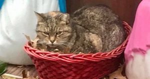 El gato se acomodó en el pesebre que se ocuparía la figura del Niño Dios el 25 de diciembre, según la tradición Católica. Foto: 
 Brooke Goldman