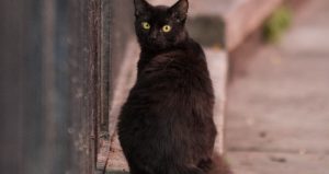 El hombre vivía con 166 gatos vivos y 53 gatos muertos. Foto: Cuartoscuro, Moisés Pablo.