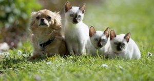 Aunque son más independientes que los perros, también necesitan cuidados. Foto: AP