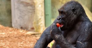 Los primates limpian la comida antes de ingerirla en el 75 por ciento de las pruebas. Foto: Especial 