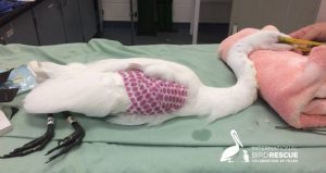 El ave estuvo a punto de perder la vida debido a dos heridas de bala. Foto: International Bird Rescue