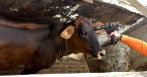 Esta fotografía fue tomada como parte de la investigación en un Rastro de Guanajuato MFA.