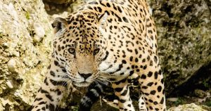 Cámaras que colocaron científicos del proyecto "Guerrero Jaguar" tomaron imágenes de un ejemplar de esa especie. Foto: Pixabay