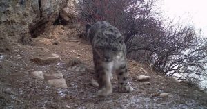 Un 60 por ciento de la población de estos felinos vive en China. Foto: Xinhua