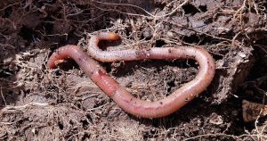 Científicos logran que las lombrices se reproduzcan en un suelo similar al del planeta rojo. Foto: Pixabay