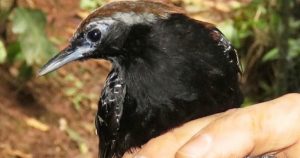 Una nueva especie de ave (Myrmoderus eowilsoni) ha sido descubierta en la Zona de Amortiguamiento del Parque Nacional Cordillera Azul, en el departamento de San Martín, Perú, convirtiéndola en la tercera especie de este tipo identificada en los dos últimos años. Foto: Servicio Nacional de Áreas Naturales Protegidas por el Estado (SERNANP).