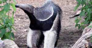 La diferenciación de las especies fue comprobada mediante análisis minuciosos de 33 muestras genéticas realizados por los investigadores de la ONG Projeto Tamandua. Foto: Pixabay