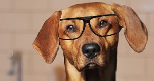 Los perros que son tratados como personas suelen experimentar miedo y ansiedad, asegura el experto: Foto: Especial 