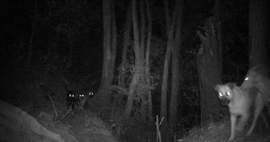 Perros ferales en Área Natural Protegida. Foto tomada con fototrampa. Archivo Conanp.