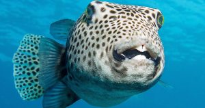 Un marino ruso halla peces raros e invaden las redes. Foto: Pixabay