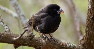 La evolución de una nueva especie se observó en las islas Galápagos. Foto: Especial/RT