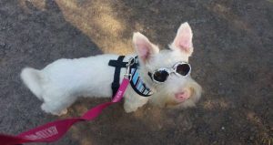 Este perro albino se hace famoso por llevar gafas de sol. Foto: Facebook 
