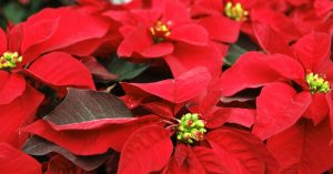 Las flores de la Nochebuena. Foto: Shutterstock