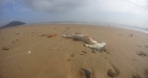 Una docena de tiburones han aparecido muertos en la playa de Louisa Creek. Foto: Facebook/Lance Payne