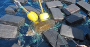 La tortuga se encontraba entre unos paquetes de cocaína que el navío encontró en aguas internacionales. 