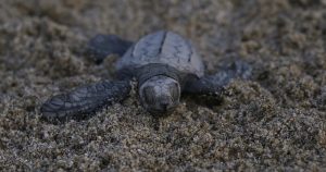 Una tortuga golfina camina hacia el mar en Sayulita, en el estado de Nayarit, México. Foto: AP