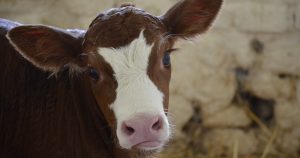 Los procesos digestivos de los rumiantes se genera metano. Foto: Pixabay