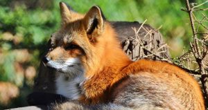 Un curioso video muestra al mamífero divirtiéndose con el popular dispositivo. Foto: Pixabay