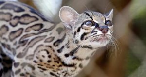 Imagen ilustrativa de un ocelote. Foto: EFE