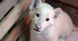 Imagen extraída de un vídeo cedido por el Gobierno de Tlaxcala, que muestra un cachorro de león blanco nacido en cautiverio en el Zoológico del Altiplano en Tlaxcala, México. Foto: EFE. 