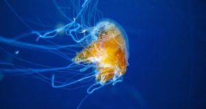 Esta rara y deslumbrante medusa tornasolada está causando sensación entre los internautas. Foto: George Alexander Ishida Newman/RT.

