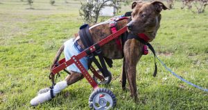 La salud y la dignidad ya no es una cuestión de seres humanos únicamente. Foto: Hogar Animal Sanctuary.