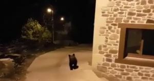 Los habitantes de la comarca están preocupados por la salud del pequeño oso. Foto: Facebook/Fundación Oso Pardo.