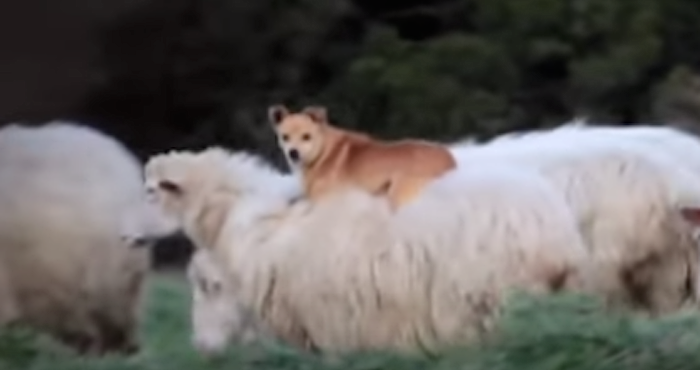 El perro que descansaba tranquilamente sobre la oveja. Foto: YouTube