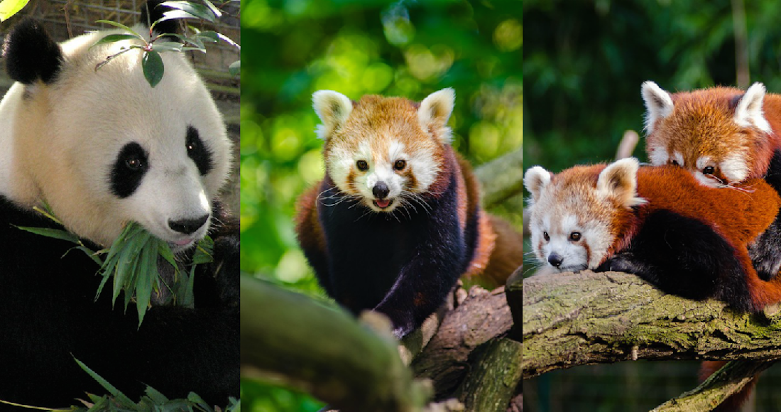 La falta de interés por especies menos carismáticas o que infunden temor las orilla a la extinción. Foto: Especial 
