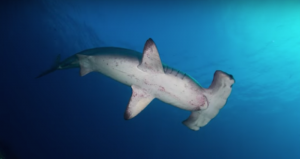 Foto: captura de pantalla