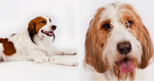 Para que una raza canina sea reconocida debe tener al menos 300 ejemplares en 20 estados. Fotos: AP