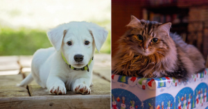 Las personas suelen considerar a los animales domésticos peluches que al crecer terminan abandonando, asegura el experto. Foto: Especial 