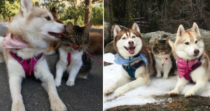"Lilo" fue la primera en aceptar a la gatita dentro del grupo. Foto: Instagram/lilothehusky


