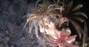 Foto: captura de pantalla