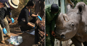 Los cuernos del rinoceronte son muy codiciados por los cazadores y traficantes, para obtenerlo o bien matan al animal, o lo dejan malherido. Foto: EFE/rhodis.co.za