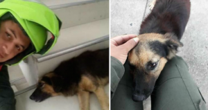 "Negro" y "Mono" eran dos perros muy queridos por los policías de Barranquilla.  Fotos: Especial