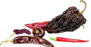 D.R.Imágenes integradas 2 Elvia Esparza, _De sabores y picores, sabrosos los colores_, 2017. Acuarela. Colección de la artista. Foto: RAM