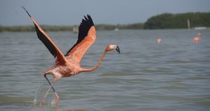 La reserva de la biosfera de Ría Lagartos, área natural protegida que concentra la mayor diversidad biológica, es la principal zona de anidación del flamenco rosa. Foto: Elizabeth Ruíz / Cuartoscuro 