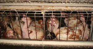 Como consumidores  podemos pedir a los supermercados que se aseguren de que sus proveedores de huevos no enjaulen a las gallinas. Foto: Mercy For Animals