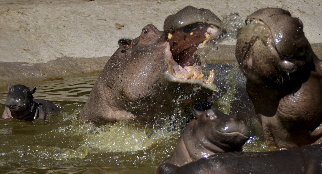 A Born Free le preocupa que haya más demanda de marfil de hipopótamos al intensificarse los esfuerzos para poner fin al tráfico de marfil de elefantes. Foto: Cuartoscuro/Archivo