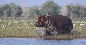 Las zonas de batallas frecuentes pierden el 35 por ciento de la población de animales salvajes. Foto: AP 