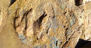 Paleontólogos han descubierto huellas de tortugas fósiles de hace más de 227 millones de años. Foto: Twitter / @GranSistema