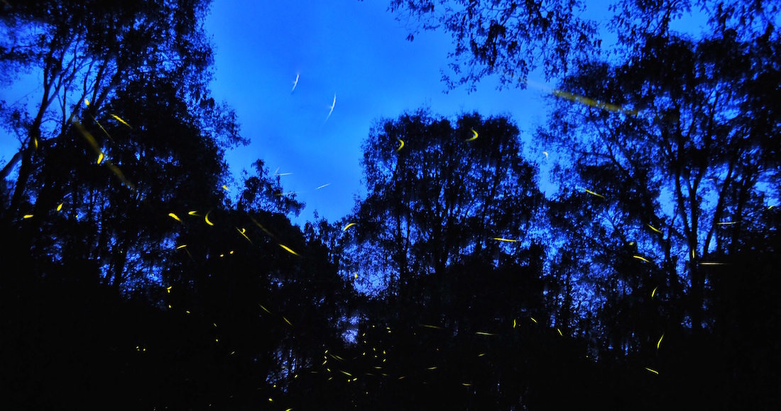 "Entre más luciérnagas habiten, más conservados están los bosques", aseguró la bióloga Isabel Trejo Aguilar.  Foto: Diego Simón Sánchez, Cuartoscuro 