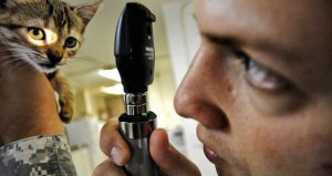 Las mascotas pueden recibir dósis letales si se medican sin conocimiento de la dósis que requieren. Foto: Especial  