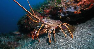 Suiza ha promulgado una ley para noquear a las langostas antes de utilizarlas como ingrediente. Foto: ElDiario.es