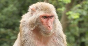 Se tienen registros de que 21 de 50 personas han fallecido alrededor del mundo por contraer el virus herpes B. Foto: Especial