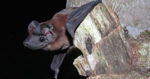 Estos murciélagos son difíciles de ver porque vuelan alto durante las noches y más rápido que otras especies. Foto: Facebook/Smithsonian Tropical Research Institute